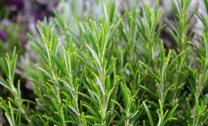 dried herbs image