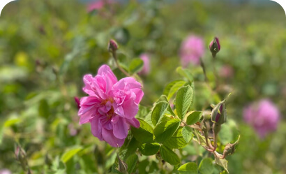 hydrosols & floral waters image